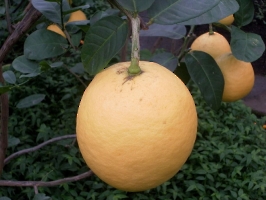 Саратовский лимонарий