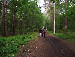 В лесу Автозаводского района Тольятти