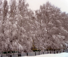 Николаевка. Зима. 2011