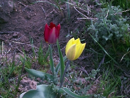 Апрельские тюльпаны и призраки цивилизации немцев Поволжья