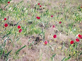 Апрельские тюльпаны и призраки цивилизации немцев Поволжья