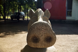 Саратов. Детский парк. Скульптура кабана в зооуголке