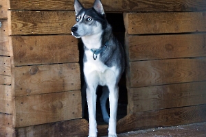 Поездка в питомник Сибирских Хаски «DogWinter»