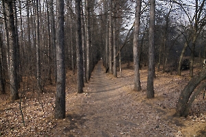 Тинь-Зинь. Прогулка по лесопарку «Лесной»