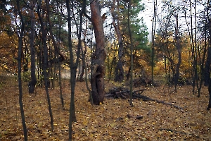 Саратов. Природный парк «Кумысная поляна». Ведьмин лес