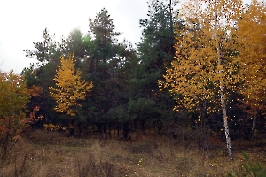 Саратов. Природный парк «Кумысная поляна». Ведьмин лес