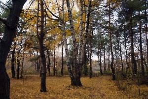 Саратов. Природный парк «Кумысная поляна». Ведьмина берёза