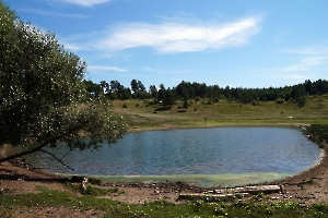 Сосны и пруд у села Поповка