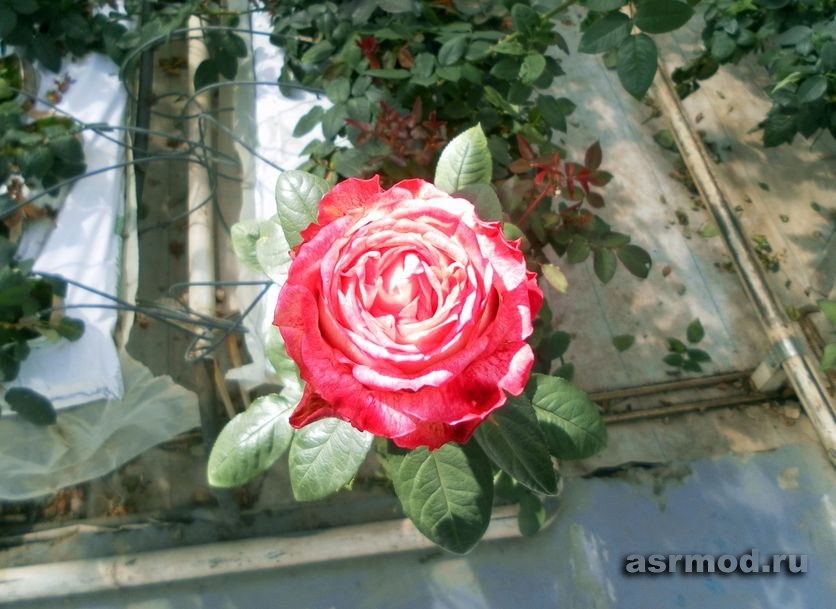 Тепличный Комплекс «Мокшанские розы»