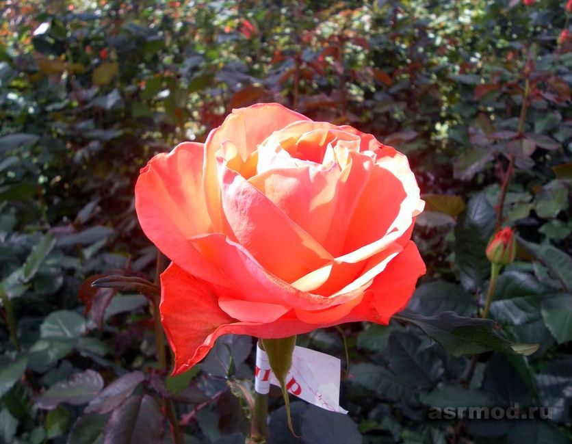 Тепличный Комплекс «Мокшанские розы»