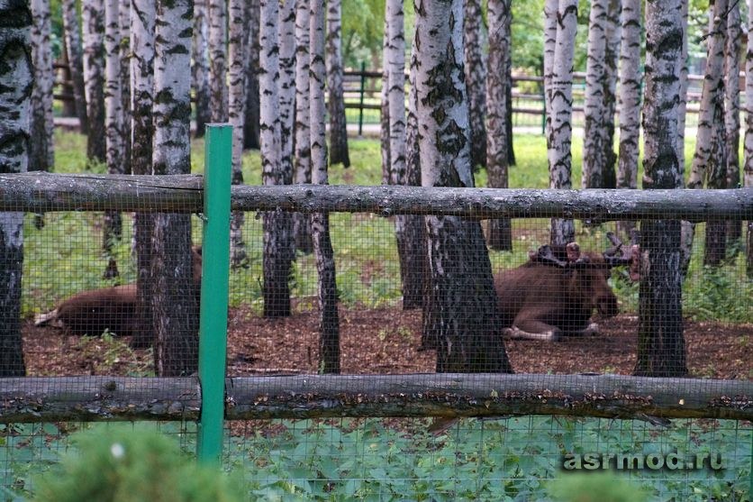 Пензенский зоопарк