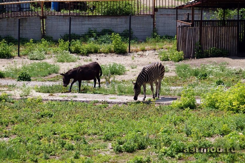 Пензенский зоопарк