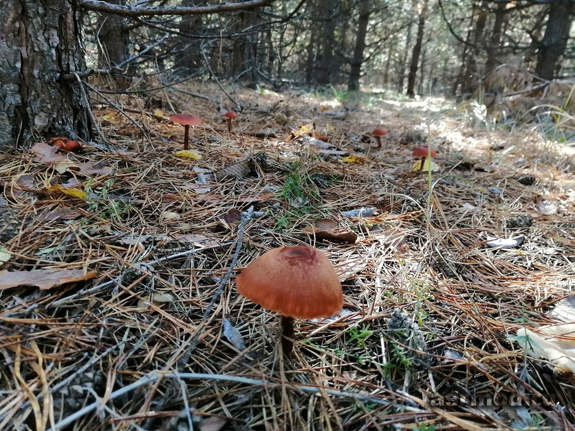 За грибами